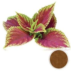 Coleus Forskohlii